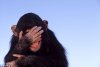chimp.jpg
