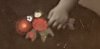 Flowers.jpg